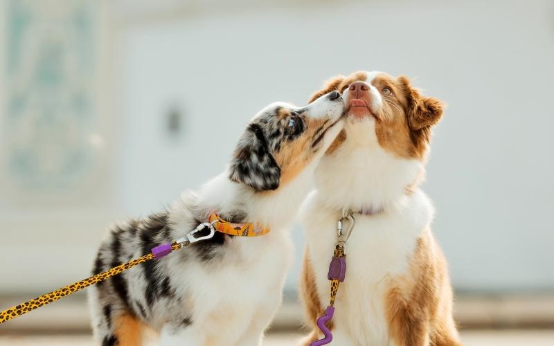 a dog licking another dog